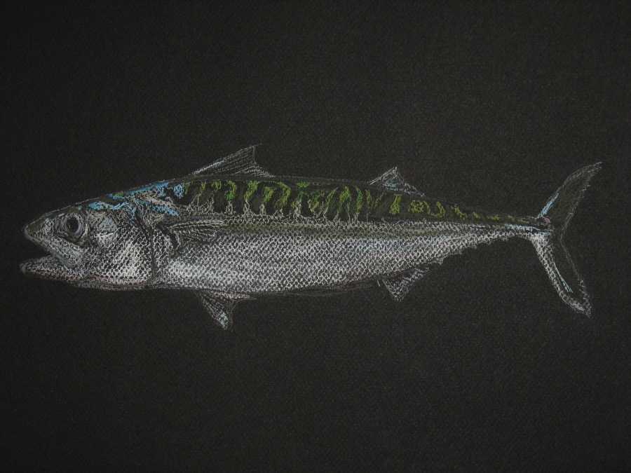 'makreel',       pastel op geschept papier 30x40  2009