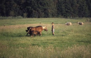 jongetje met paardjes